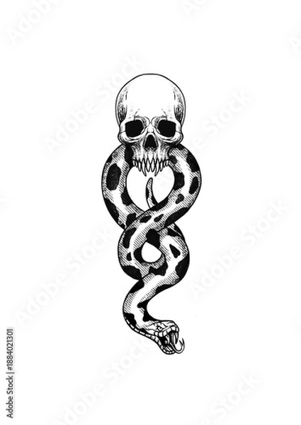 Obraz frog on white background