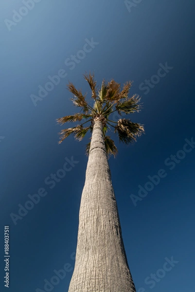 Obraz ヤシの木？