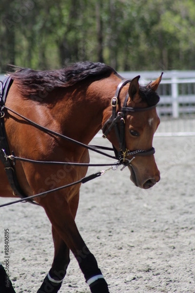 Fototapeta horse lunging