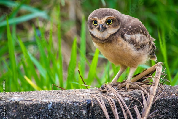 Obraz Wild owl with green grass background