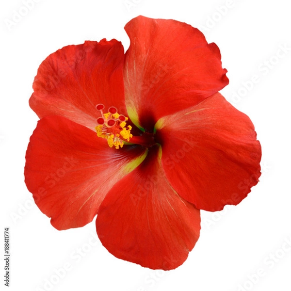 Obraz Red Hibiscus on white background with path