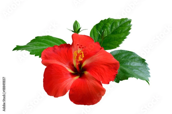 Obraz Red Hibiscus on white background with path