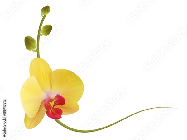 Obraz Realistic yellow orchid frame, corner.