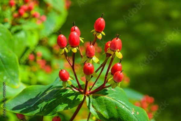 Obraz Autumn Berries