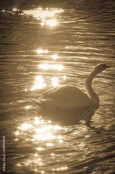 Obraz Swan At Sunset