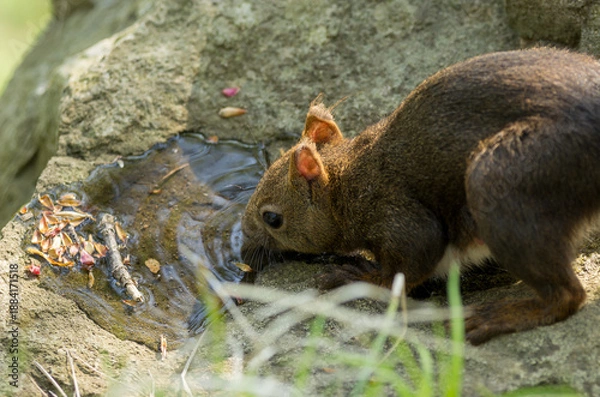 Obraz 水を飲む野生のエゾリス（北海道）