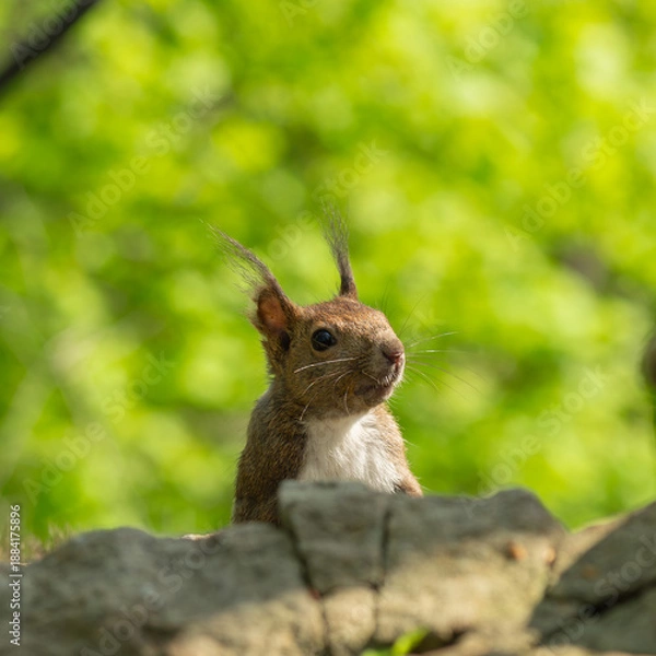 Obraz 新緑の中で顔を出す野生のエゾリス（北海道）