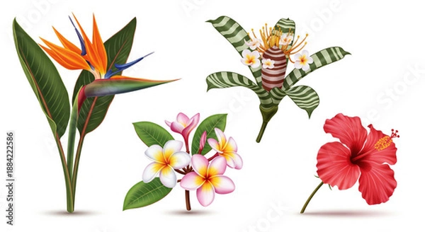 Obraz Shoeflower stock