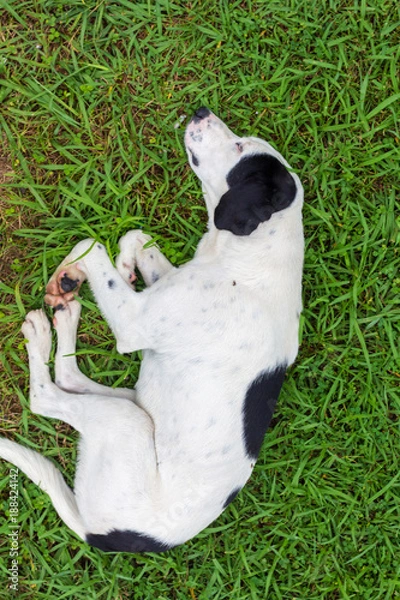Fototapeta Dog Sleeping on Grass
