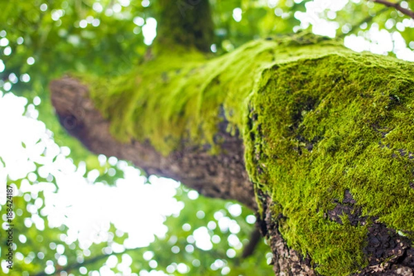 Fototapeta A tree Overgrown by Moss