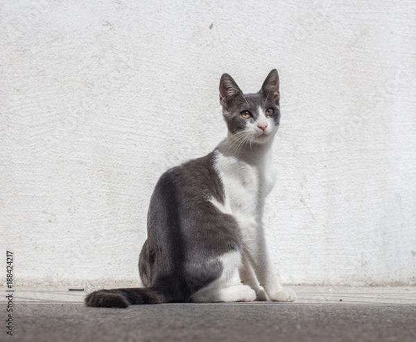 Fototapeta Gray Cat Portrait
