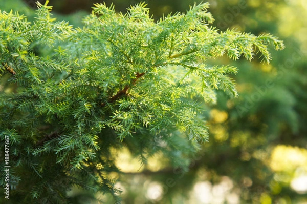 Fototapeta Green branch of juniperus virginiana or red cedar or eastern redcedar or virginian juniper or  eastern juniper or pencil cedar or and aromatic cedar in sunlight
