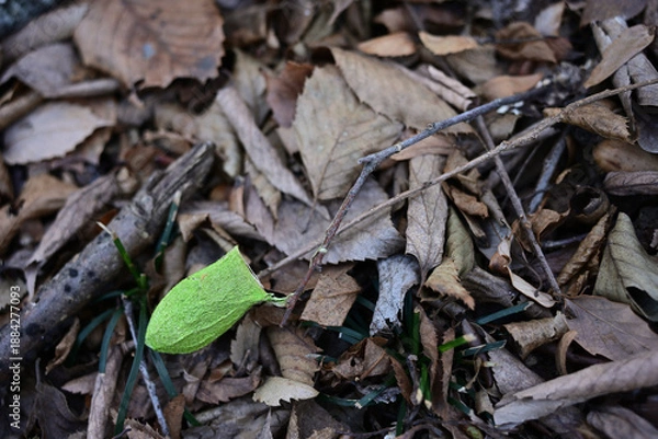 Obraz 落ち葉の上に落ちたウスタビガの繭と枝