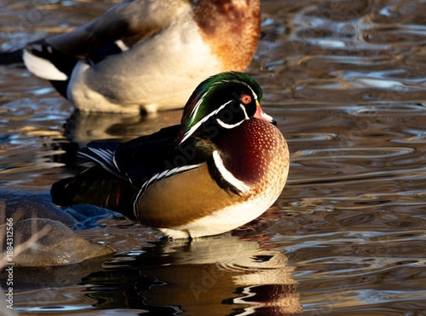 Obraz Wood Duck