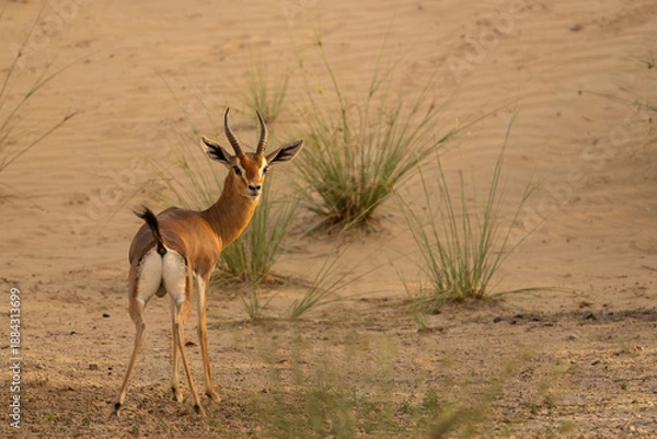 Obraz Arabian mountain gazelle looking back while standing still