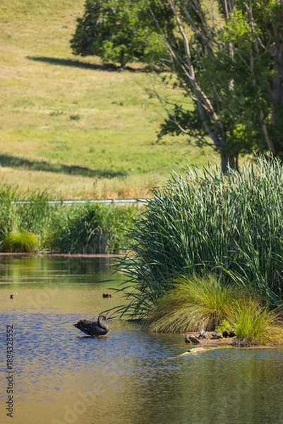 Fototapeta ニュージーランド　ホークス・ベイ地方にあるペカペカ・リージョナルパークの湿地の風景