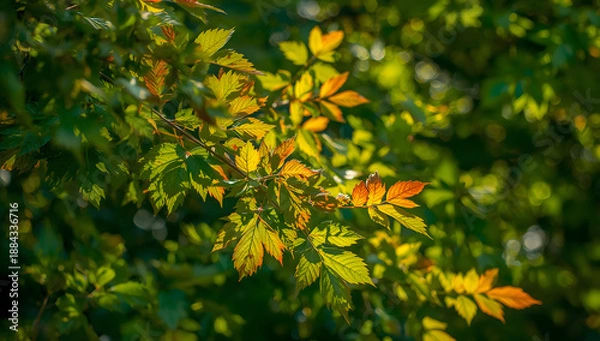 Obraz Forest Leaves Close-up