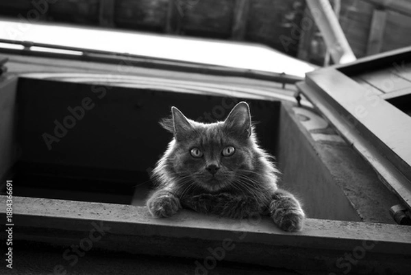 Obraz Big cat looking out the window