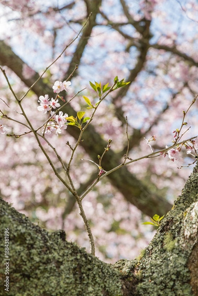 Fototapeta ニュージーランド　オークランドのワン・ツリー・ヒル内にあるコーンウォールパークで咲く桜