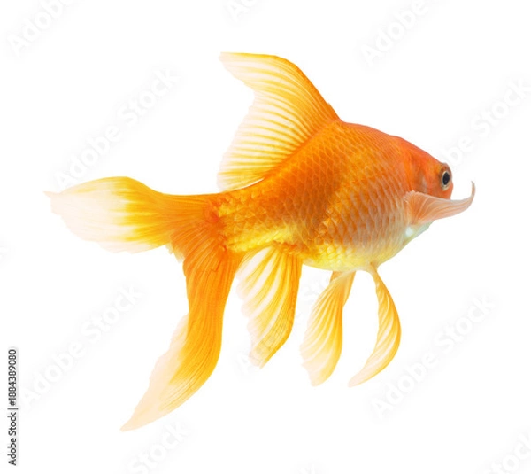 Obraz gold fish isolated on white