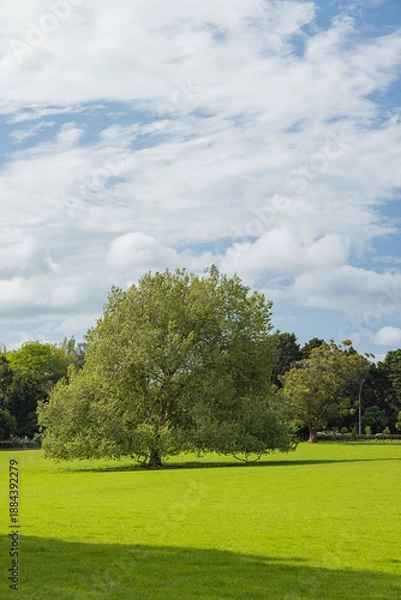 Fototapeta ニュージーランド　オークランドのワン・ツリー・ヒル内にあるコーンウォールパークの風景