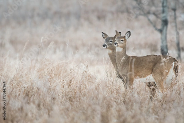 Obraz White Tailed Deer