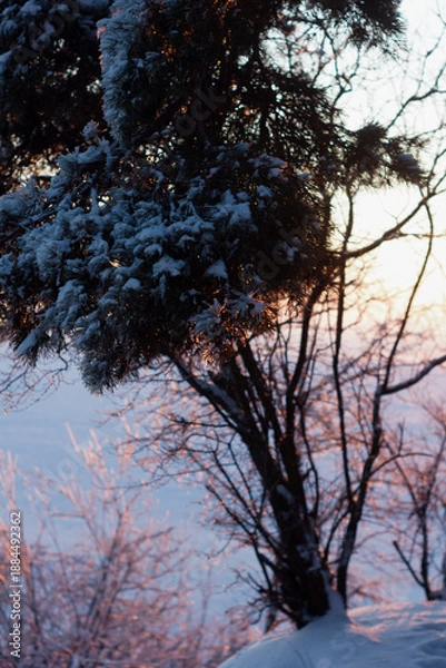 Obraz sunset in the forest