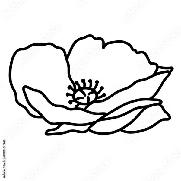 Fototapeta flower vector illustration