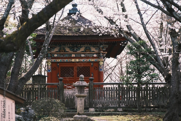 Obraz 三井寺、日本の歴史的なお寺に咲く桜、滋賀、日本
