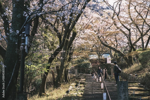 Obraz 三井寺、美しい満開の桜が咲く風景、滋賀、日本