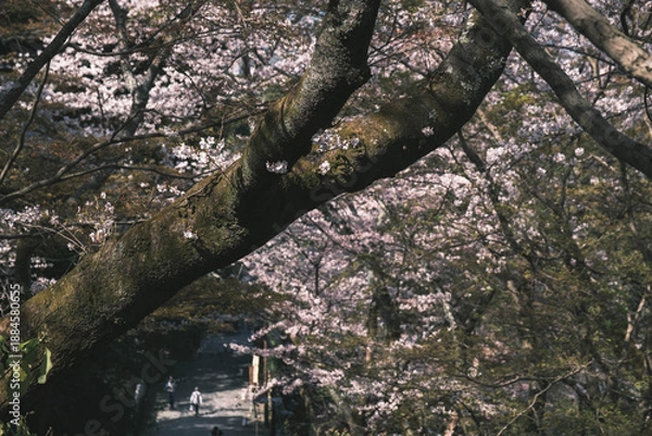 Obraz 三井寺、美しい満開の桜が咲く風景、滋賀、日本