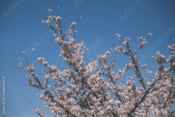 Obraz 三井寺、美しい満開の桜が咲く風景、滋賀、日本