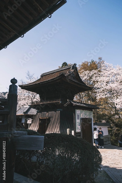 Obraz 三井寺、日本の歴史的なお寺に咲く桜、滋賀、日本