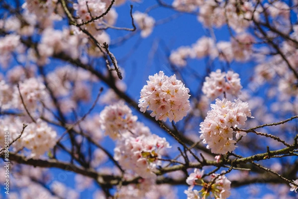 Obraz 三井寺、美しい満開の桜が咲く風景、滋賀、日本