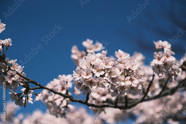 Obraz 三井寺、美しい満開の桜が咲く風景、滋賀、日本