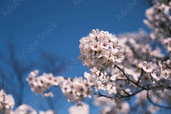 Obraz 三井寺、美しい満開の桜が咲く風景、滋賀、日本