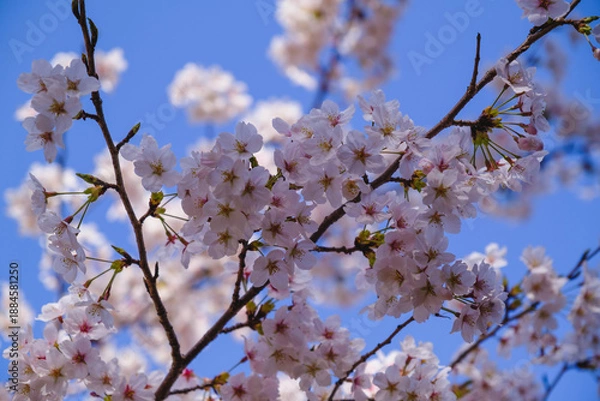 Obraz 三井寺、美しい満開の桜が咲く風景、滋賀、日本