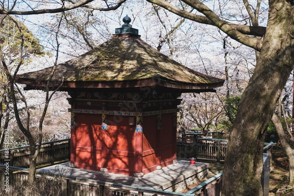 Obraz 三井寺、日本の歴史的なお寺に咲く桜、滋賀、日本