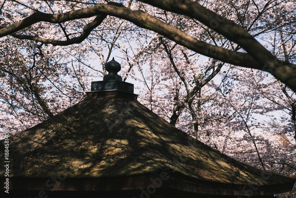 Obraz 三井寺、日本の歴史的なお寺に咲く桜、滋賀、日本