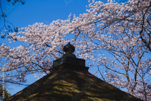 Obraz 三井寺、美しい満開の桜が咲く風景、滋賀、日本
