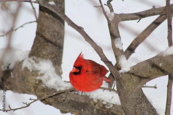 Obraz cardinal in the snow