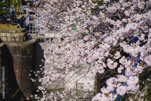 Obraz 琵琶湖第一疏水、満開の桜が美しい風景、滋賀、日本