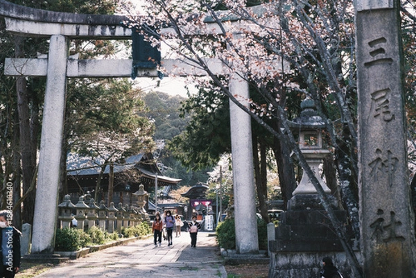 Obraz 琵琶湖第一疏水、満開の桜が美しい風景、滋賀、日本