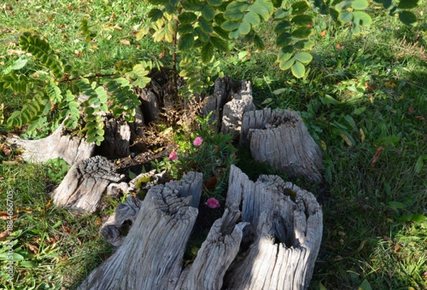 Obraz Blumen blühen in Baumstumpf