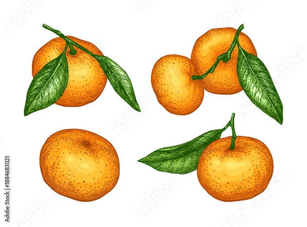 Obraz Mandarin set. Hand drawn tangerine illustration