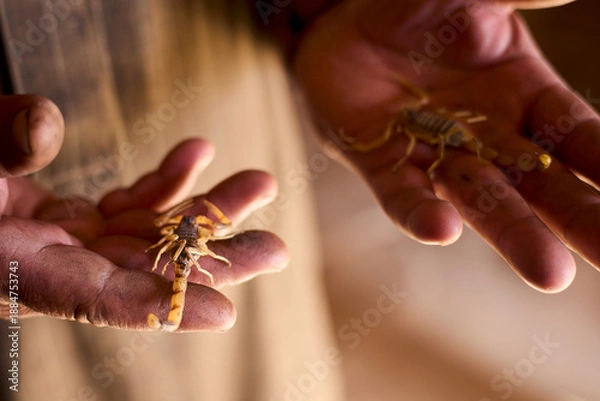 Obraz spider on a hand