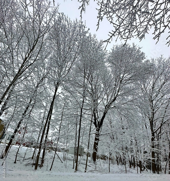 Obraz trees in winter