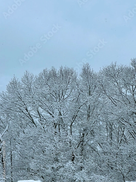 Obraz snow covered trees