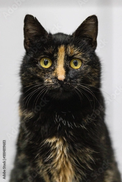 Obraz Portrait einer Schildpatt Katze