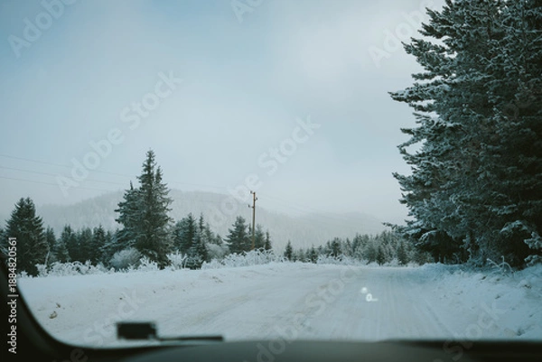 Obraz snow covered trees